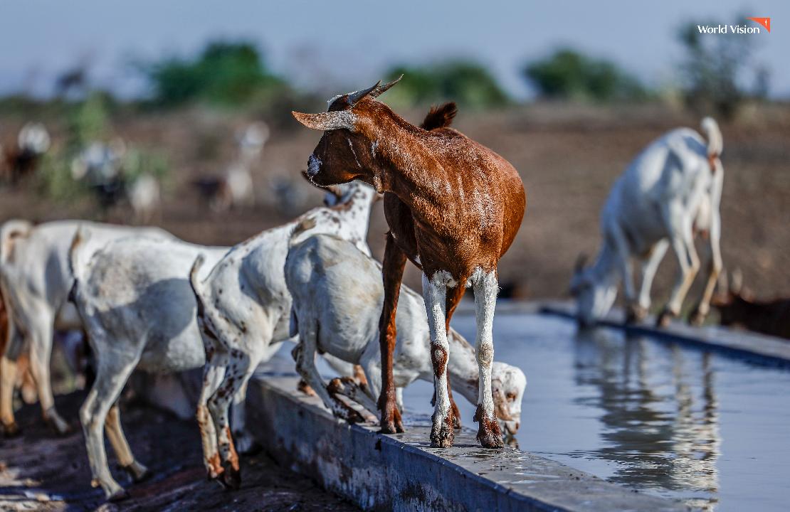 월드비전 케냐 칼로베예이 가축용 수자원 시설