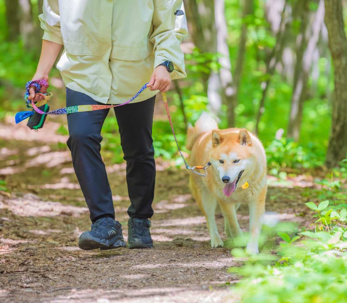 씩씩하게 산 길을 걷고 있는 반려견의 모습