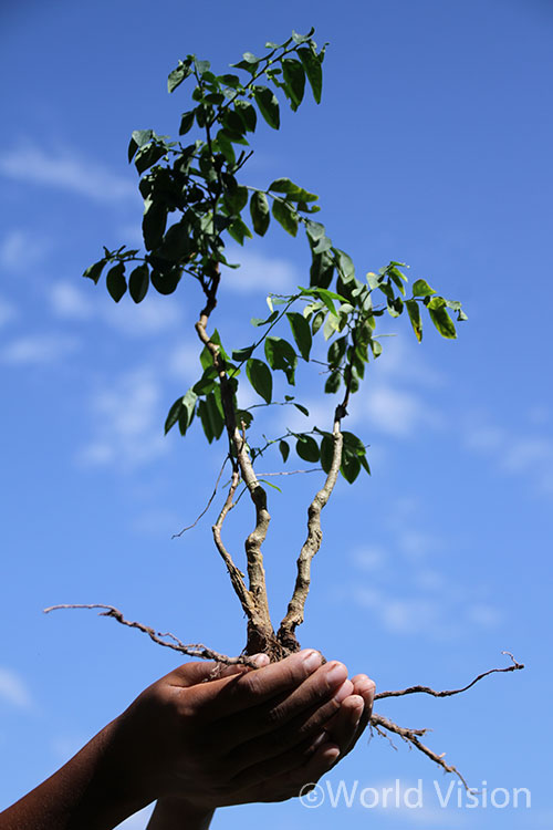 건강한 나무의 영향력