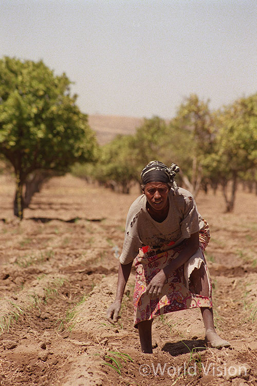 11년 전 월드비전은 에티오피아 험보 프로젝트를 시작했다.