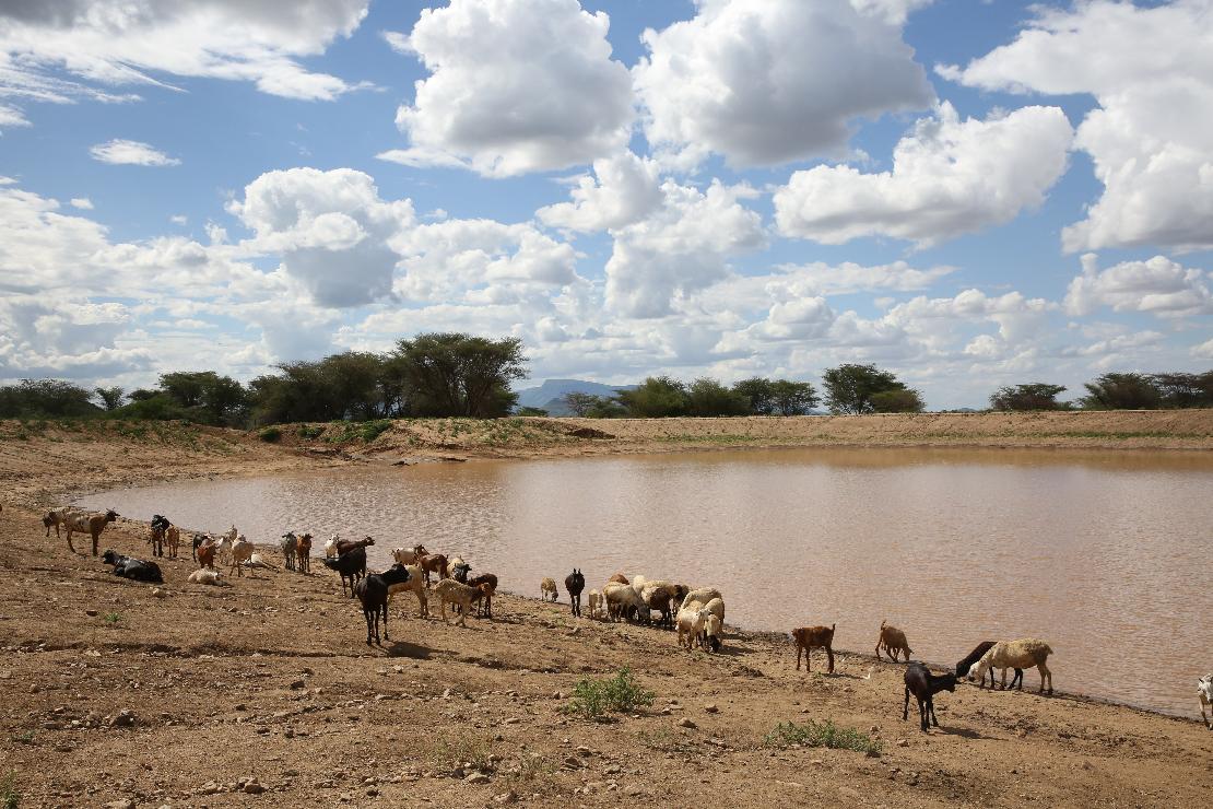 저수지에서 물을 마시는 가축들